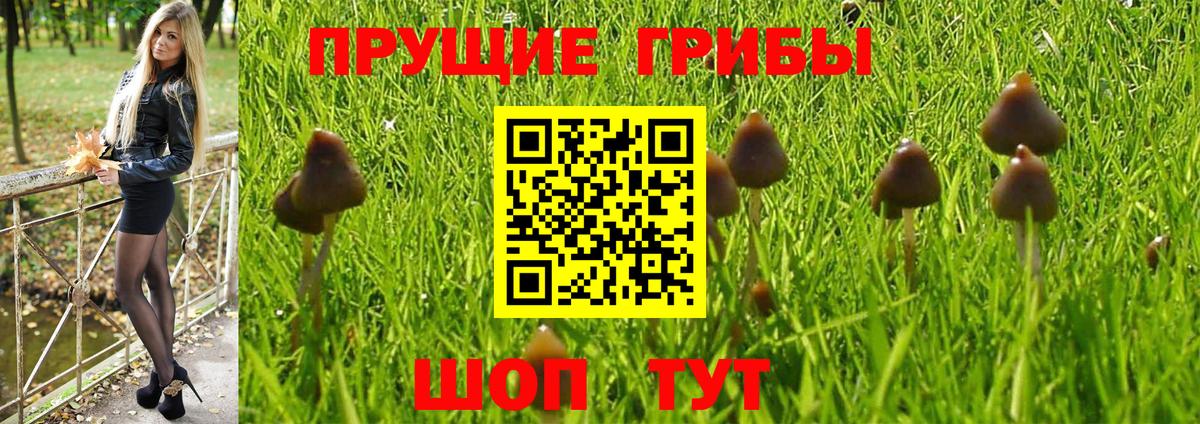 Псилоцибиновые грибы ЛСД  Вход с VPN  Петрозаводск  Галлюциногенные грибы Psilocybine cubensis 